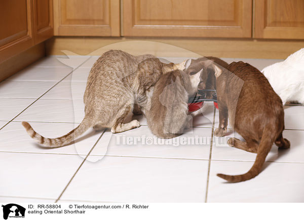 fressende Orientalisch Kurzhaar / eating Oriental Shorthair / RR-58804