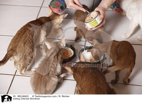 fressende Orientalisch Kurzhaar / eating Oriental Shorthair / RR-58805