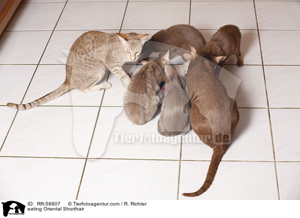 fressende Orientalisch Kurzhaar / eating Oriental Shorthair / RR-58807