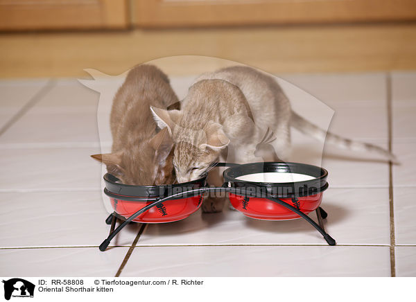 Orientalisch Kurzhaar Ktzchen / Oriental Shorthair kitten / RR-58808