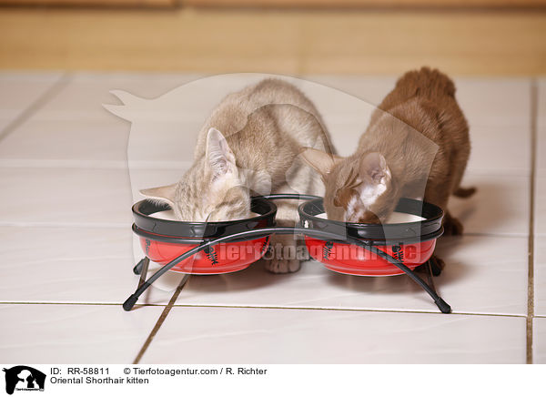 Orientalisch Kurzhaar Ktzchen / Oriental Shorthair kitten / RR-58811