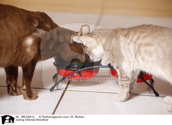 fressende Orientalisch Kurzhaar / eating Oriental Shorthair / RR-58813