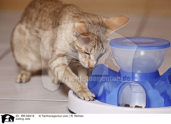 fressende Katzen / eating cats / RR-58816