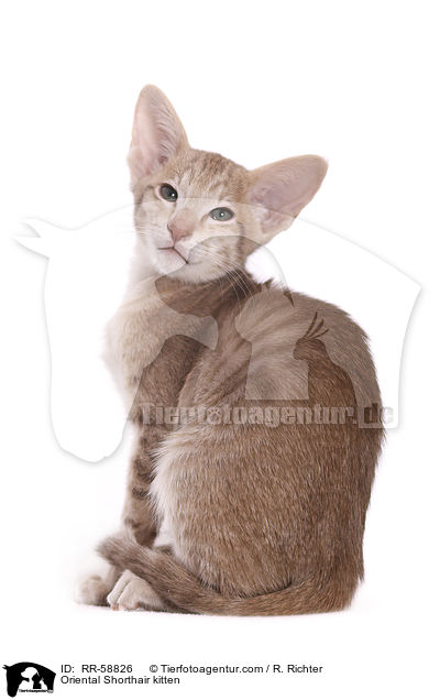 Orientalisch Kurzhaar Ktzchen / Oriental Shorthair kitten / RR-58826