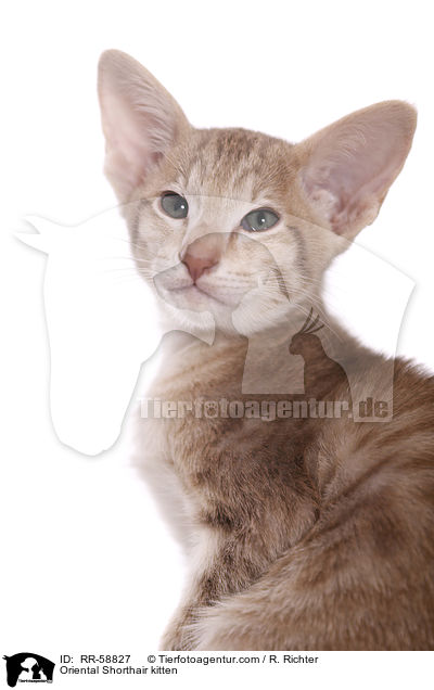 Orientalisch Kurzhaar Ktzchen / Oriental Shorthair kitten / RR-58827