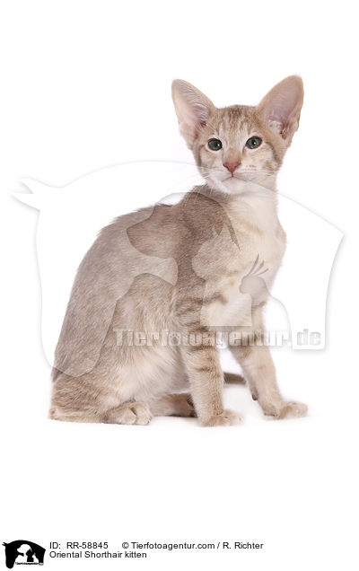 Orientalisch Kurzhaar Ktzchen / Oriental Shorthair kitten / RR-58845