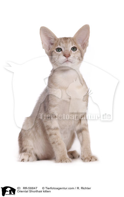 Orientalisch Kurzhaar Ktzchen / Oriental Shorthair kitten / RR-58847