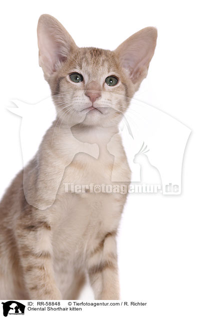Orientalisch Kurzhaar Ktzchen / Oriental Shorthair kitten / RR-58848