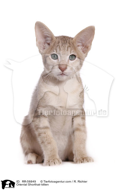 Orientalisch Kurzhaar Ktzchen / Oriental Shorthair kitten / RR-58849