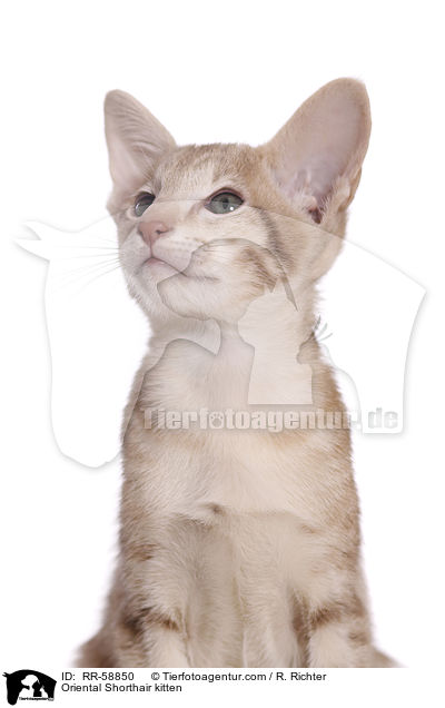 Orientalisch Kurzhaar Ktzchen / Oriental Shorthair kitten / RR-58850