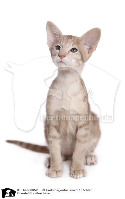 Orientalisch Kurzhaar Ktzchen / Oriental Shorthair kitten / RR-58852