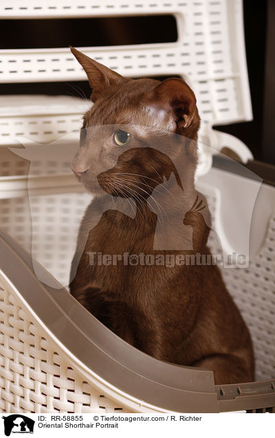 Orientalisch Kurzhaar Portrait / Oriental Shorthair Portrait / RR-58855