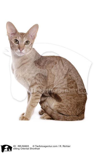 sitzende Orientalisch Kurzhaar / sitting Oriental Shorthair / RR-58865