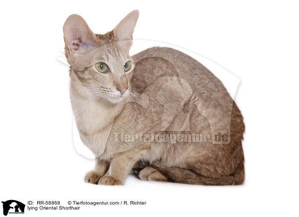 liegende Orientalisch Kurzhaar / lying Oriental Shorthair / RR-58868