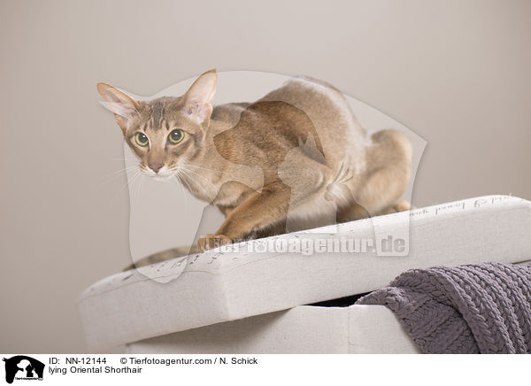 liegende Orientalisch Kurzhaar / lying Oriental Shorthair / NN-12144