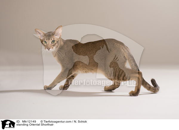 stehende Orientalisch Kurzhaar / standing Oriental Shorthair / NN-12149