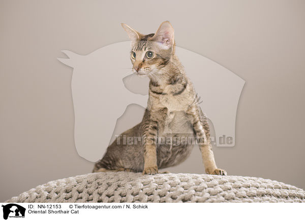 Orientalisch Kurzhaar / Oriental Shorthair Cat / NN-12153