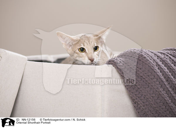 Orientalisch Kurzhaar Portrait / Oriental Shorthair Portrait / NN-12156