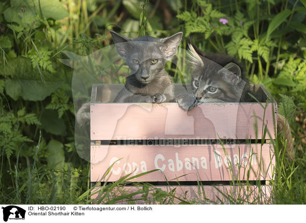 Orientalisch Kurzhaar Ktzchen / Oriental Shorthair Kitten / HBO-02190