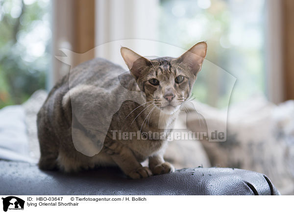 liegende Orientalisch Kurzhaar / lying Oriental Shorthair / HBO-03647
