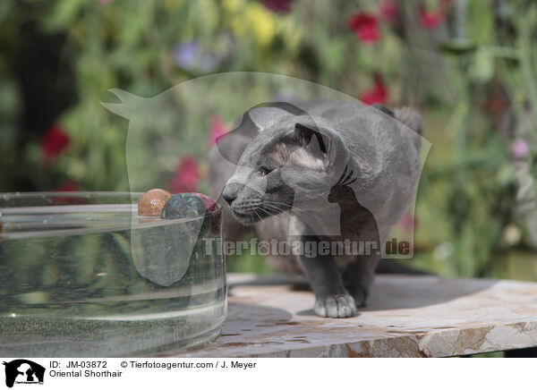 Orientalisch Kurzhaar / Oriental Shorthair / JM-03872