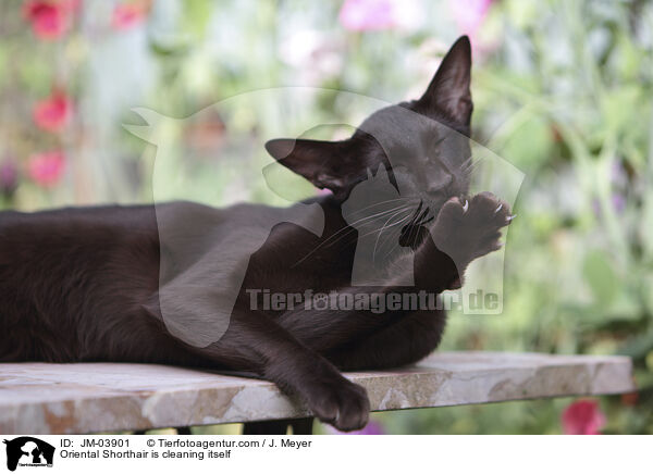 Orientalisch Kurzhaar putzt sich / Oriental Shorthair is cleaning itself / JM-03901