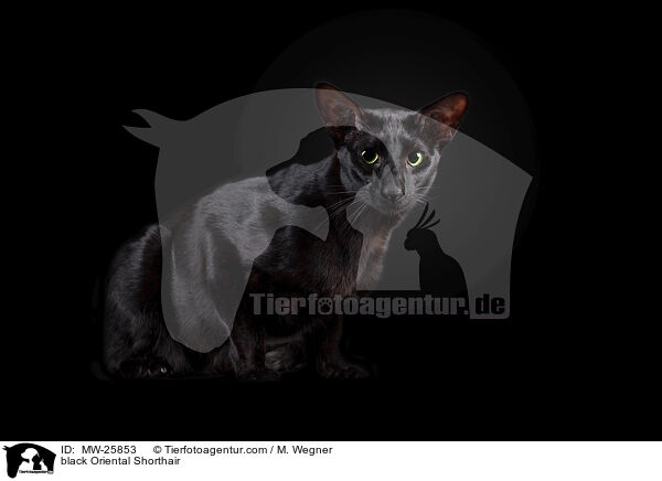 schwarze Orientalisch Kurzhaar / black Oriental Shorthair / MW-25853