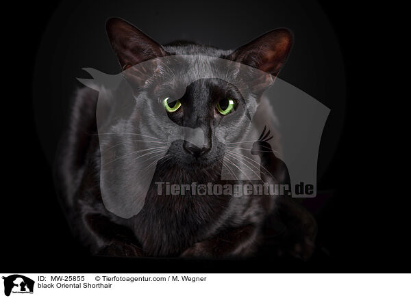 schwarze Orientalisch Kurzhaar / black Oriental Shorthair / MW-25855