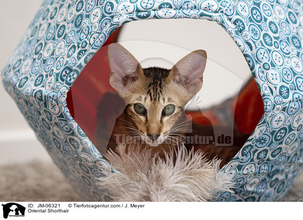 Orientalisch Kurzhaar / Oriental Shorthair / JM-06321