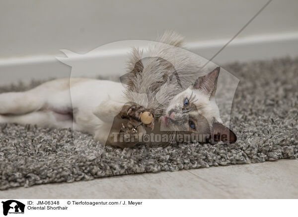 Orientalisch Kurzhaar / Oriental Shorthair / JM-06348