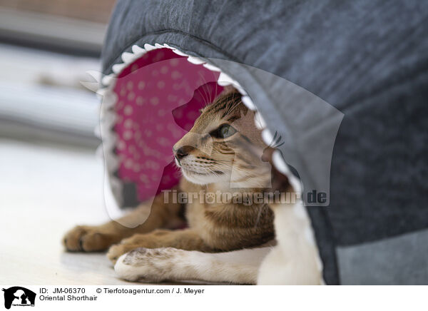 Orientalisch Kurzhaar / Oriental Shorthair / JM-06370
