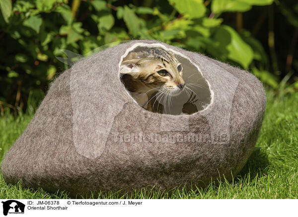 Orientalisch Kurzhaar / Oriental Shorthair / JM-06378