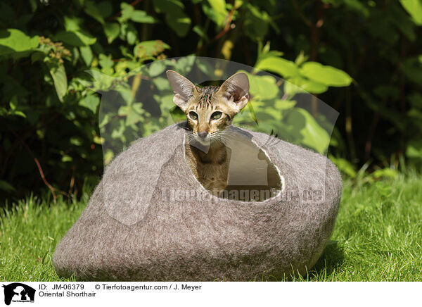 Orientalisch Kurzhaar / Oriental Shorthair / JM-06379