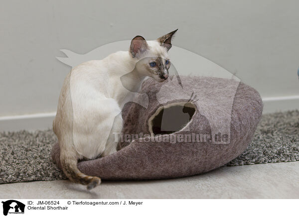 Orientalisch Kurzhaar / Oriental Shorthair / JM-06524