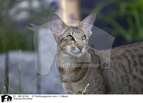 Orientalisch Kurzhaar / Oriental Shorthair / JM-12146