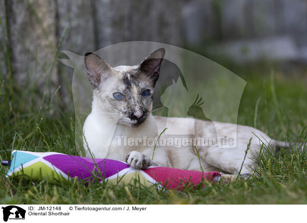 Orientalisch Kurzhaar / Oriental Shorthair / JM-12148