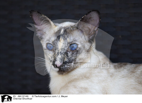 Orientalisch Kurzhaar / Oriental Shorthair / JM-12149