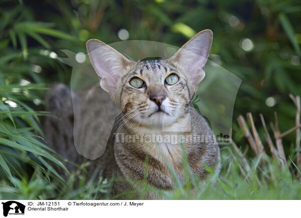Orientalisch Kurzhaar / Oriental Shorthair / JM-12151