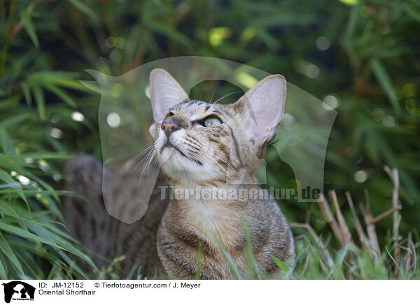 Orientalisch Kurzhaar / Oriental Shorthair / JM-12152