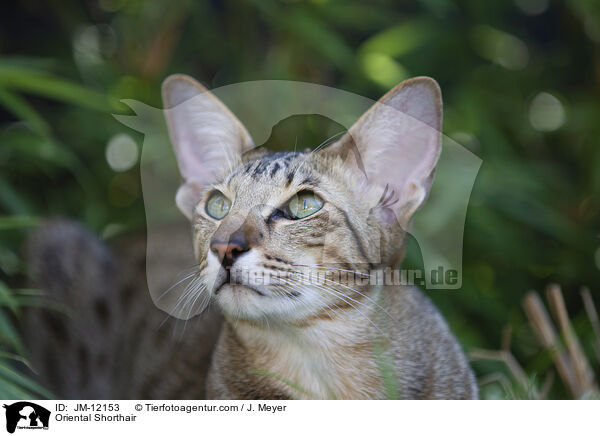Orientalisch Kurzhaar / Oriental Shorthair / JM-12153