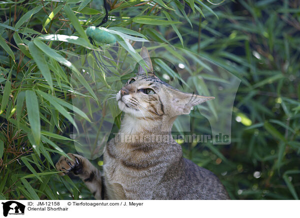 Orientalisch Kurzhaar / Oriental Shorthair / JM-12158