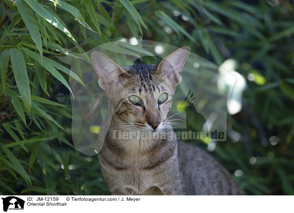 Orientalisch Kurzhaar / Oriental Shorthair / JM-12159
