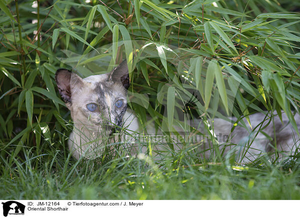 Orientalisch Kurzhaar / Oriental Shorthair / JM-12164