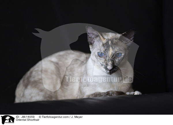 Orientalisch Kurzhaar / Oriental Shorthair / JM-14059