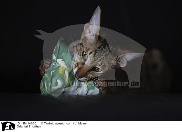 Orientalisch Kurzhaar / Oriental Shorthair / JM-14060