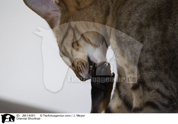 Orientalisch Kurzhaar / Oriental Shorthair / JM-14061