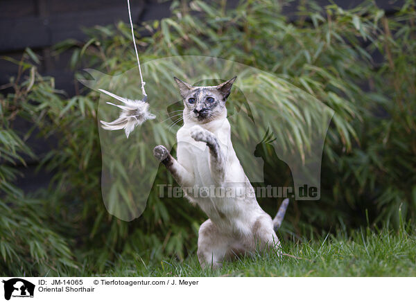 Orientalisch Kurzhaar / Oriental Shorthair / JM-14065
