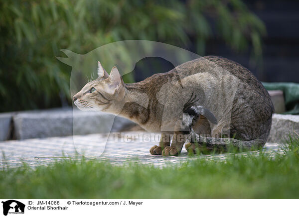 Orientalisch Kurzhaar / Oriental Shorthair / JM-14068