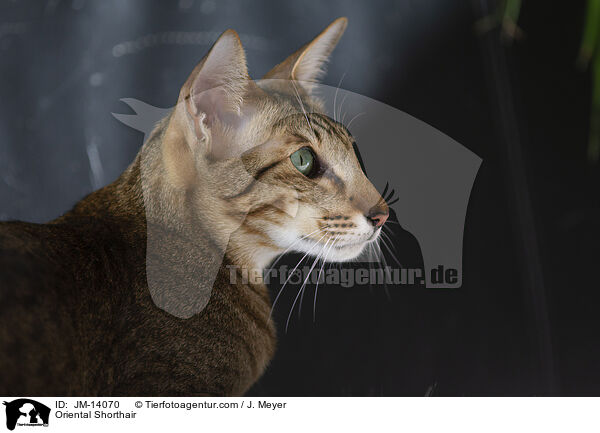 Orientalisch Kurzhaar / Oriental Shorthair / JM-14070