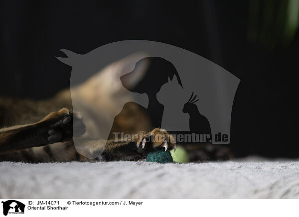 Orientalisch Kurzhaar / Oriental Shorthair / JM-14071
